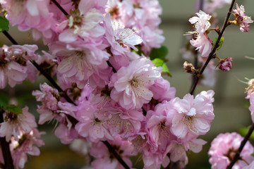 Japanese Sakura Blossom In Spring looks wondering in a sunny day. It has small light pink flowers 
