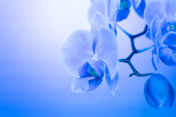 Fototapeta na wymiar soft focus orchid flower in neon light, copy space, trend 2020 color Aqua menthe, classic blue