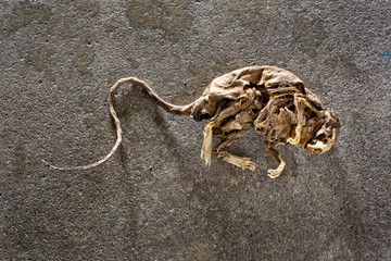 Still life image of a mummified rat