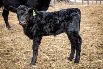 Black Angus calf