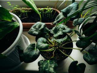 Many different plants growing on the windowsill of the house.