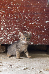 little cat on the wall