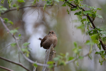 House Wren bird 