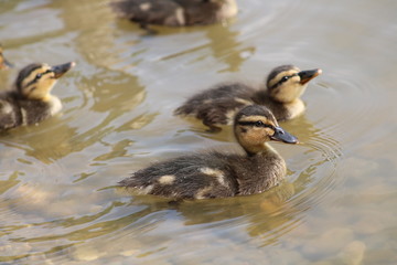 Ducklings