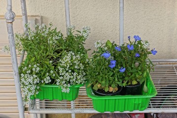 flowerpots in two green plastic boxes with decorative plants and white blue flowers stand on a shelf against a brown wall