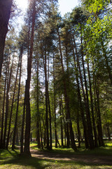 trees in the summer forest