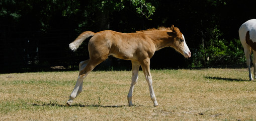 Naklejka na ściany i meble Foal horse running through summer pasture onfarm.