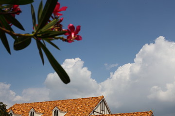 夾竹桃と夏空