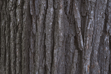 Obraz premium Park Drzewo Tekstury Drewna Zamknij Długie