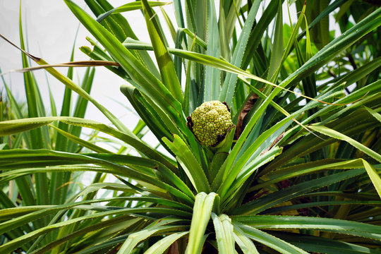 Pandanus tectorius - a species of plant in the Pandanaceae family, the fruit of which resembles a pineapple