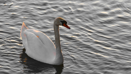 Swan. The proud bird represents love relations between people and romance. A symbol of Strong family relationships and love. Snow-white Swan in the Golden light of the sun.