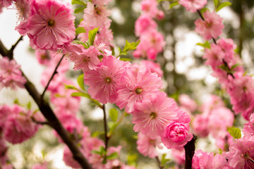 Spring. Beautiful pink flowers of decorative almonds. Delicate petals and small green leaves. 