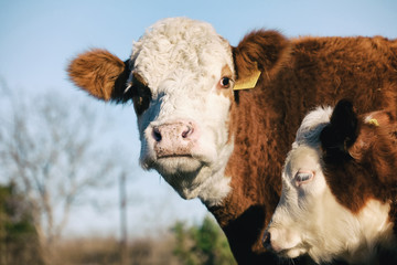 Hereford cattle shows cow looking at camera with calf close up on beef farm, agriculture concept.