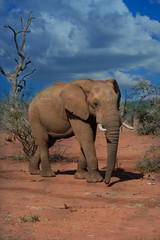 Elephant walking in the African savanna as storm clouds gather.
