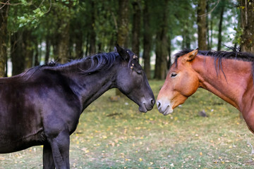 Two horses muzzles brown and black in the Park in the summer