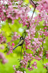 Close up bird tit sitting on a tree branch Apple tree pink flowers in spring on a background of green grass