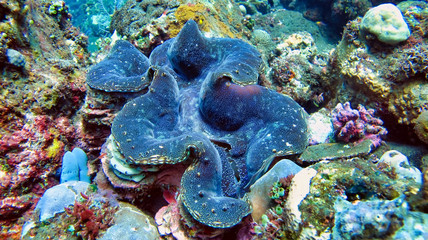 The giant tridacna or giant cocked hat is a large species of marine bivalve mollusk found in the...