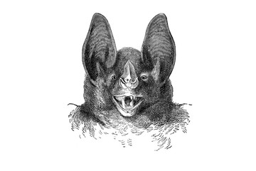 Illustration of a head of vampire Bat in popular encyclopedia from 1890