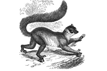 Illustration of a black fronted Lemur popular encyclopedia from 1890 © Szymon