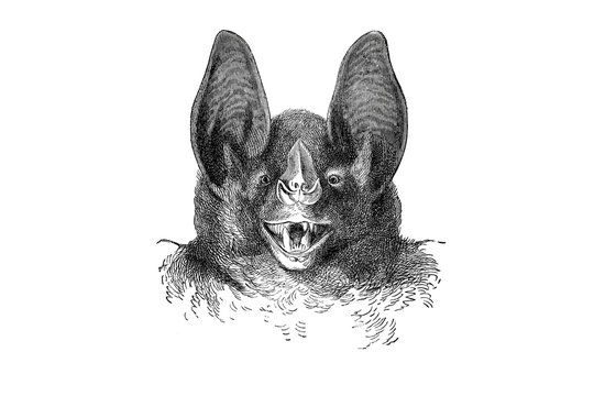 Illustration of a head of vampire Bat in popular encyclopedia from 1890