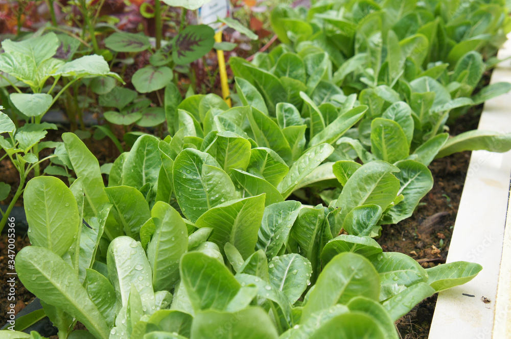 Wall mural lettuce or lactuca sativa. usually this leaf is eaten raw to ensure its freshness and nutrients. pla