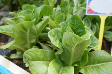 Lettuce or lactuca sativa. Usually this leaf is eaten raw to ensure its freshness and nutrients. Planted on the ground in a vegetable garden.