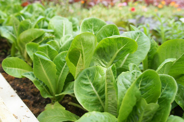Lettuce or lactuca sativa. Usually this leaf is eaten raw to ensure its freshness and nutrients. Planted on the ground in a vegetable garden.