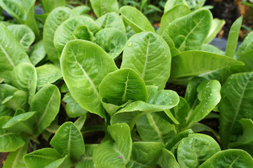 Lettuce or lactuca sativa. Usually this leaf is eaten raw to ensure its freshness and nutrients. Planted on the ground in a vegetable garden.