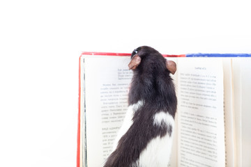 Domestic rat is looking into a book. Decorative rat Isolated on a white background.