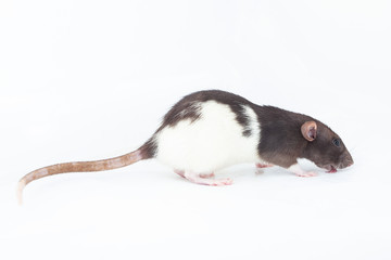 black and white domestic rat licks the floor. Spotted rat isolated on a white background. Funny rodent.
