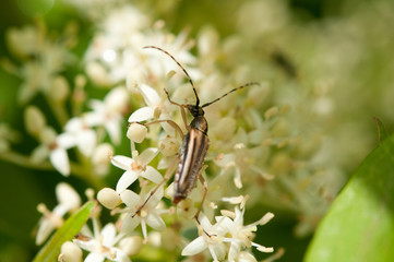 Long-horned Beetle on White Flowers
