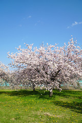 満開に咲く八重桜の並木