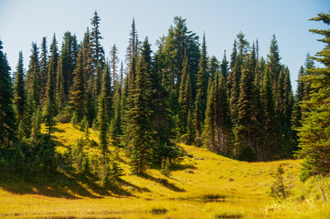 Mount Rainier Meadow