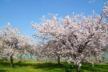 Naklejka premium 満開に咲く八重桜の並木
