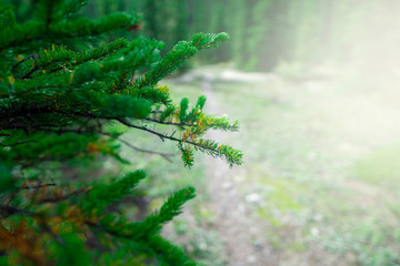 Rich Green Pine Tree Branch Background With Room For Copy