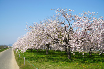 Naklejka premium 満開に咲く八重桜の並木