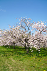 満開に咲く八重桜の並木