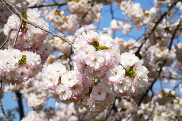 満開に咲く八重桜の並木