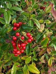 red berries on a green bush