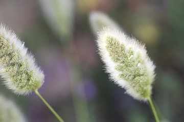 Obraz premium CLOSE UP, the spring wind. Beautiful shot of fluffy white Flower blossom in nature. pollen flower. green branch. nature background.