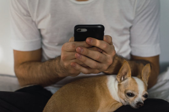 joven utilizando su celular mientas su perro chihuahua descansa sobre su regazo 