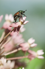 Japanese Beetle
