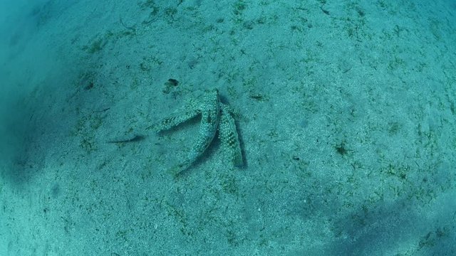 Flying gurnard Dactyloptena orientalis fish wings underwater scuba  ocean scenery 