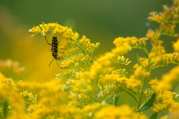 Locust Borer Beetle