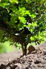 Newly Planted Flowers in the Garden