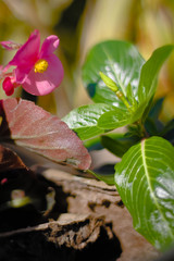 Newly Planted Flowers in the Garden