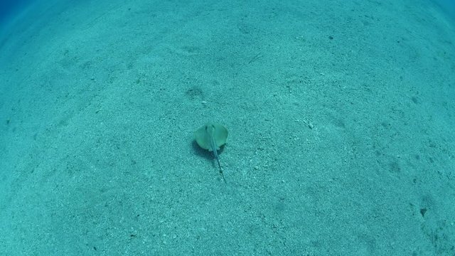 stingray swimming  underwater sandy bottom ocean flooe scenery