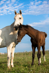 Obraz na płótnie Canvas orlov trotter horse and a foal on a meadow