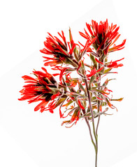 Three stems of desert indian paintbrush with bright red petals arranged close on a lightbox