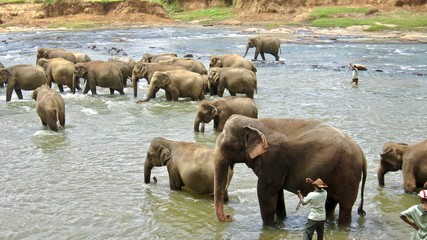 Naklejka na ściany i meble Elephants, Animals in Srilnaka